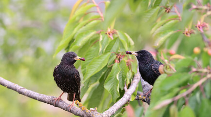 Wall Mural - A pair of starlings sit on branches with treats for children...