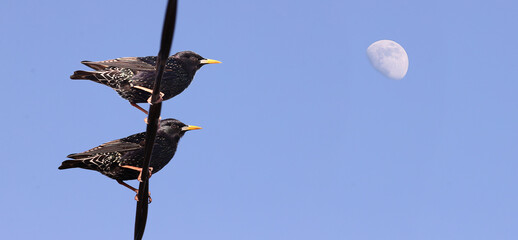 Wall Mural - Evening rest of starlings on a wire, against the backdrop of a blue moonlit sky.