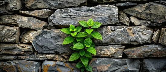 Sticker - Green Plant On A Stone Wall