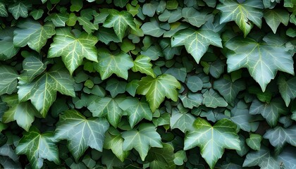 Lush Green Ivy Texture Creating a Natural Wall of Leafy Foliage and Carpet of Vibrant Leaves