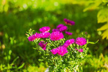 Bright pink chrysanthemums blooming in garden under sunlight with lush green background.