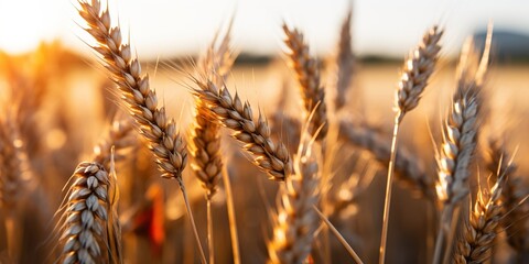 Canvas Print - field of wheat