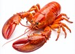 © Supittra - Freshly caught succulent lobster isolated on a transparent background, showcasing its vibrant orange-red shell,