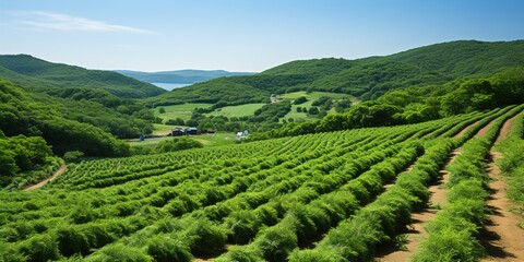 Canvas Print - vineyard in region