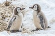 © pham - Two fluffy penguin chicks engage in playful interaction on soft snow in Antarctica, showcasing their natural curiosity and innocence