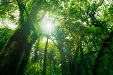 Wall Mural - looking up view of tree trunk to green leaves of tree in forest with sun light. fresh environment in