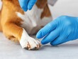 © Khritthithat - Removing Thorn from Dog's Paw with Tweezers