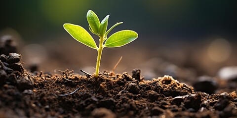 Canvas Print - plant growing in the ground