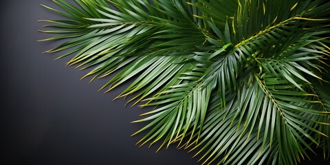 palm tree branch