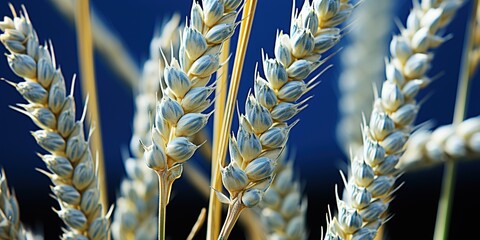 Canvas Print - golden wheat field