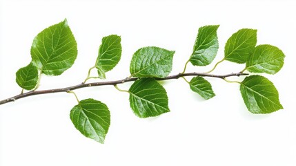 Poster - Branch with vivid green leaves isolated on white, emphasizing the detailed textures and natural beauty of the foliage