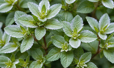 A close-up of fresh mint leaves growing in a garden