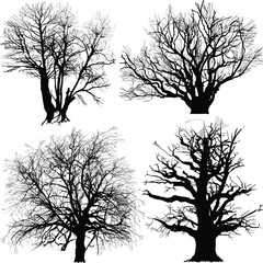 Wall Mural - four large bare trees isolated on white