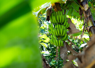 Bunch of banana from its natural environment background 
