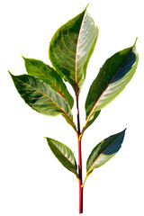 Wall Mural - tree on transparent background, realistic tree with green leaf branch bush stand alone isolate and b