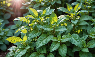 A patch of vibrant green mint leaves basks in the warm sunlight of a summer afternoon