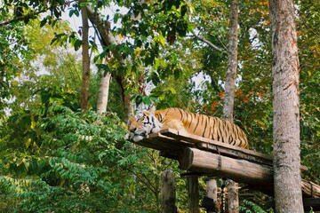 A wildlife Bengal Tiger is sleeping peacefully up in the tree alone in the forest