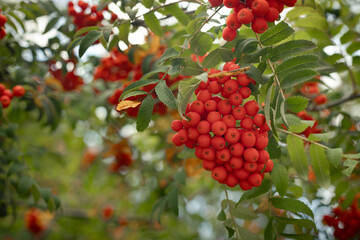 Close up of branches with red rowan berries on the tree Sorbus aucuparia, scarlet berries