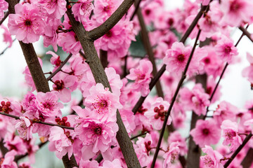 Close-up of blooming plum blossoms on tree branches in early spring