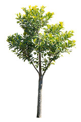 Wall Mural - tree on transparent background, realistic tree with green leaf branch bush stand alone isolate and b