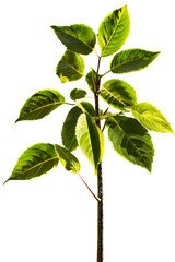 Wall Mural - tree on transparent background, realistic tree with green leaf branch bush stand alone isolate and b