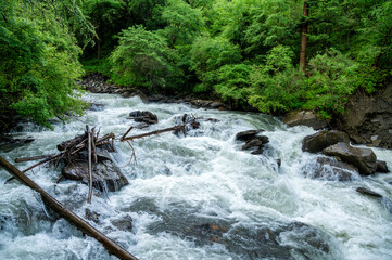 Clear river flowing in the forest in summer