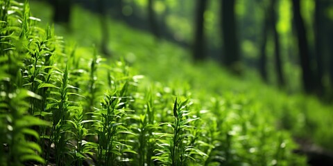 Canvas Print - green grass with dew