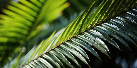 Sticker - palm leaf background