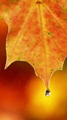 Wall Mural - Super Slow Motion of Autumn Maple Leaf with Dripping Water Drop. Filmed on high speed cinema camera, 1000 fps. Filmed on High Speed Cinema Camera, 1000 fps. Vertical Composition.