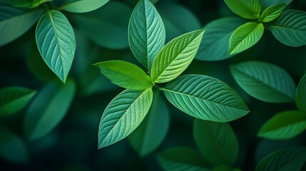 Fototapete - Nature of green leaf in garden at summer Natural green leaves plants using as spring background cover page greenery environment ecology wallpaper : Generative AI
