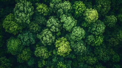Poster - Aerial top view forest tree Rainforest ecosystem and healthy environment concept and background Texture of green tree forest view from above : Generative AI