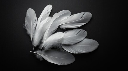 Artistic arrangement of white feathers on a smooth black surface, emphasizing their light and delicate form