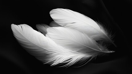 Artistic arrangement of white feathers on a smooth black surface, emphasizing their light and delicate form