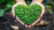 © The Little Hut - Hands holding green heart shaped tree planting trees loving the environment protecting nature Nourishing the plants World Environment Day To help the world look beautiful Forest conser : Generative AI