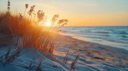 Poster - Coast of the Baltic sea at sunset Golden evening sunlight Sand dunes and plants closeup Early spring in Latvia Nature environment ecology : Generative AI