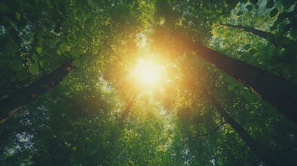 Poster - Spring Sun Shining Through Canopy Of Tall Trees Woods Sunlight In Forest Summer Nature Upper Branches Of Trees Background Nobody Environment concept : Generative AI