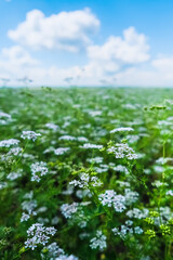 Wall Mural - Coriander plant in full bloom with tiny white flowers