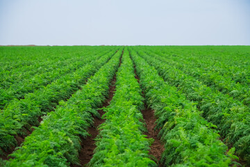 Carrots grow in the field