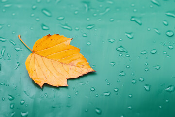 Wall Mural - a vibrant yellow leaf resting on a wet surface after rain in a tranquil outdoor setting