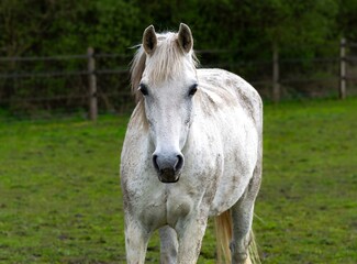 portrait of a horse	
