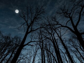 Leafless trees with whispers in the wind under a full moon.