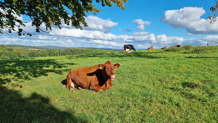 landscape with grass, cow  and sky