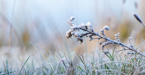 Sticker - thickets of wild grass covered with snow and frost in a meadow on a sunny morning