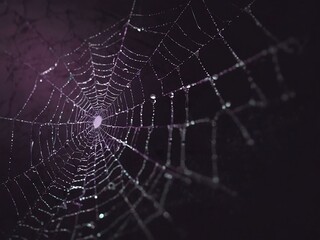 Purple spider web illustration