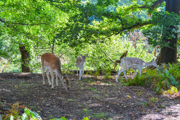 Deer in natural robbing environment