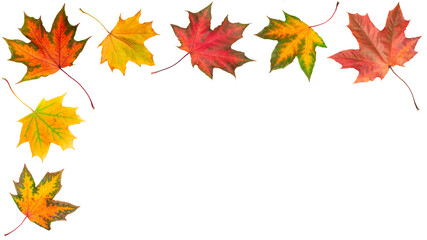 Aufkleber - Autumn orange  leaves falling down Isolated on white background, autumn season concept background.
