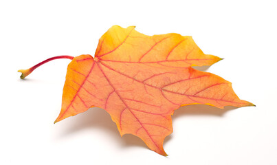 Aufkleber - Single autumn maple leaf on white background with shadows, clipping path  for isolation without shadows on white.