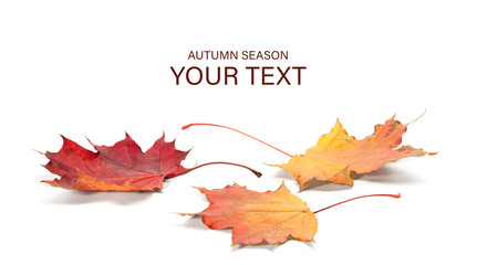 Aufkleber - Autumn season concept, maple leaf isolated on white background, autumn season concept background