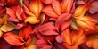 © MinimalZine - Vibrant Canna Lilies in Bold Red and Orange Tones