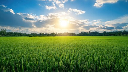 Poster - A wide shot of a lush green rice paddy field with a bright sun shining through the clouds in the sky.